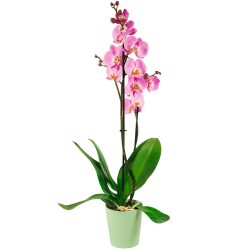 Plants Delivered in Dublin - Pink Orchid Plant