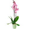 Plants Delivered in Dublin - Pink Orchid Plant