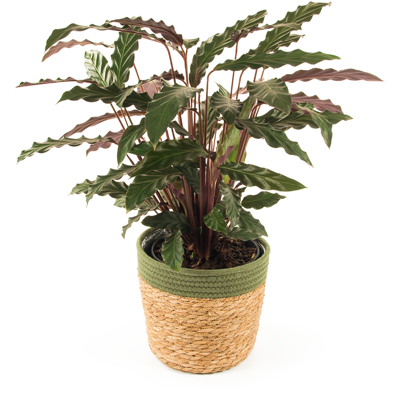 Calathea Rufibarba - Plants Delivery Dublin