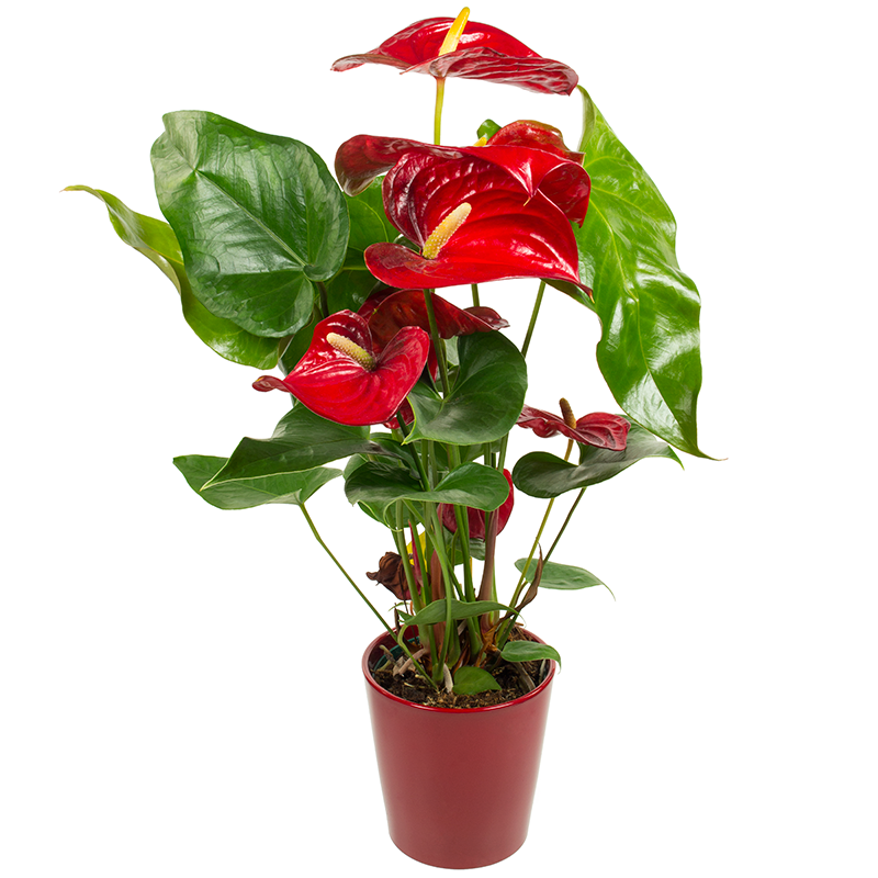 Flowers Delivery Dublin - Red Anthurium Plant