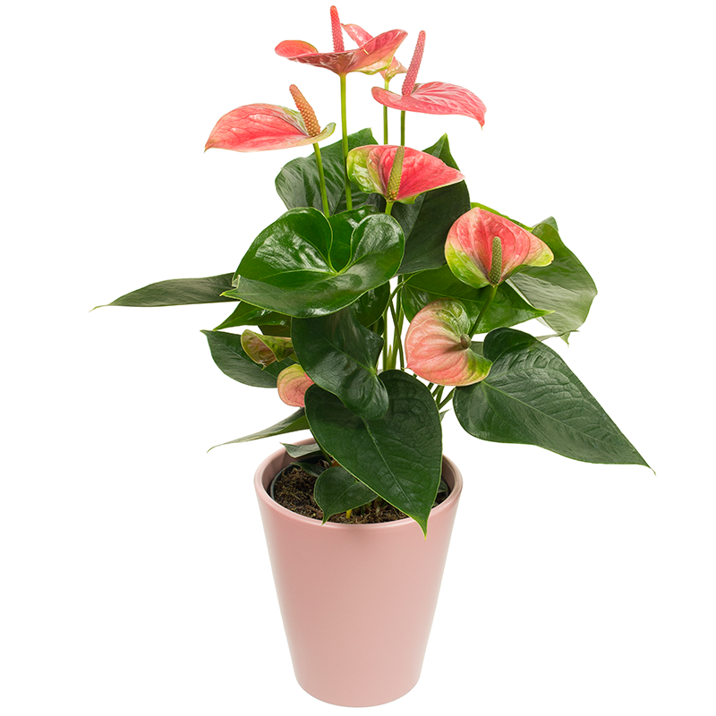 Flower Delivery Blackrock, Monkstown, Foxrock - Pink Anthurium Plant