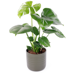 Monstera Plant - Blackrock Florist