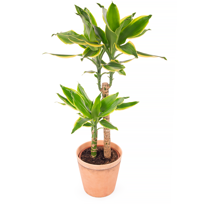 Dracaena Plant - Blackrock Flower Delivery