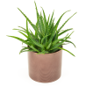 Aloe Vera Plant - Flowers Delivery in Blackrock