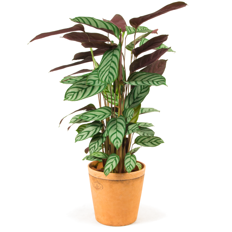 Blackrock Florist Plants Delivery - Calathea Setosa Plant