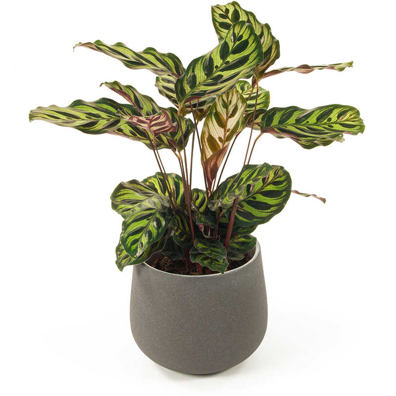 Zebra Plant